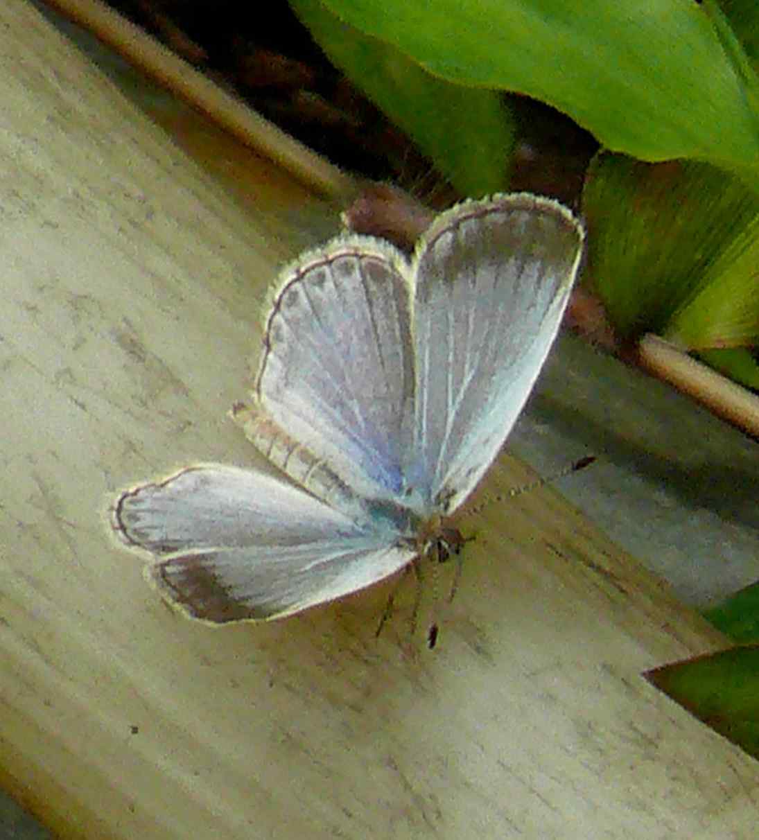 Zizeeria maha okinawa Zizeeria maha okinawa
